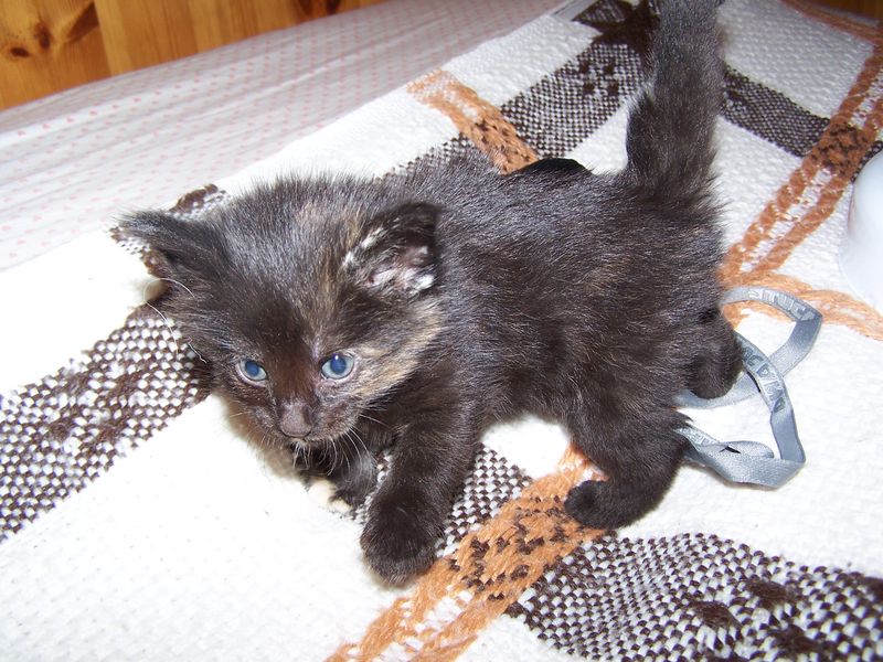 Gatti Norvegesi - cuccioli
