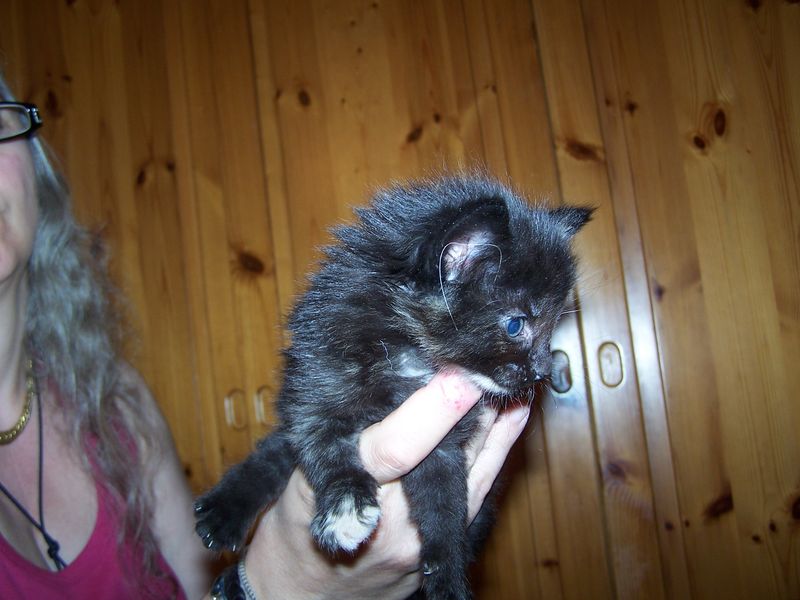 Gatti Norvegesi - cuccioli