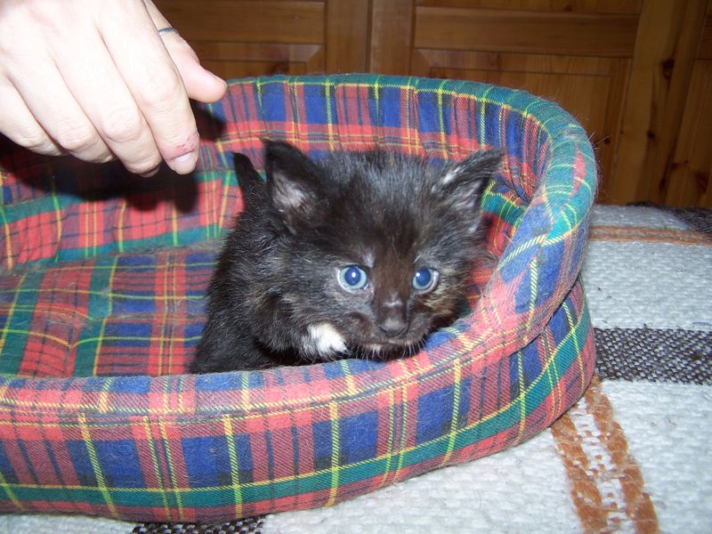 Gatti Norvegesi - cuccioli