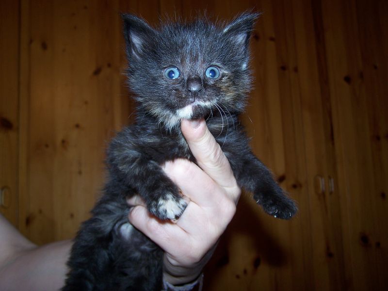 Gatti Norvegesi - cuccioli