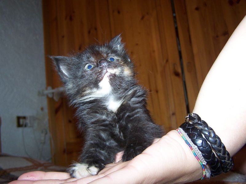 Gatti Norvegesi - cuccioli