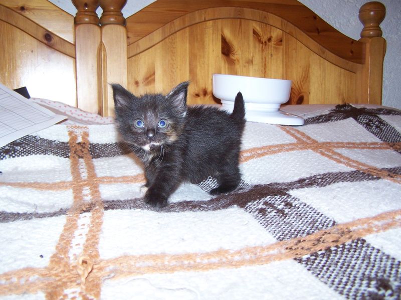 Gatti Norvegesi - cuccioli
