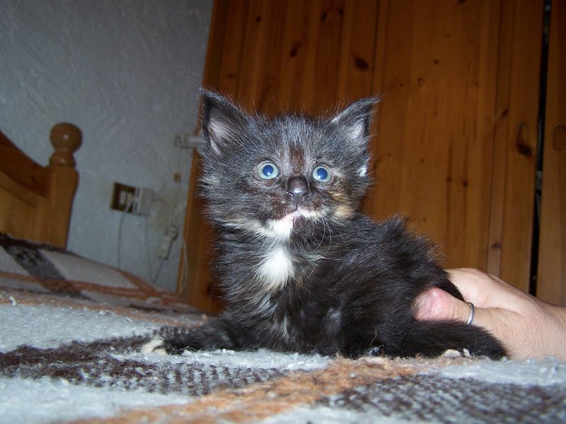 Gatti Norvegesi - cuccioli