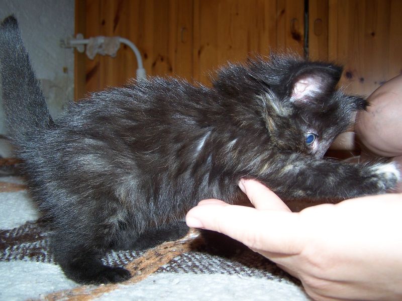 Gatti Norvegesi - cuccioli