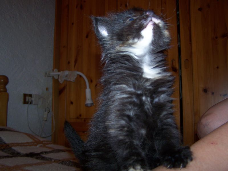 Gatti Norvegesi - cuccioli