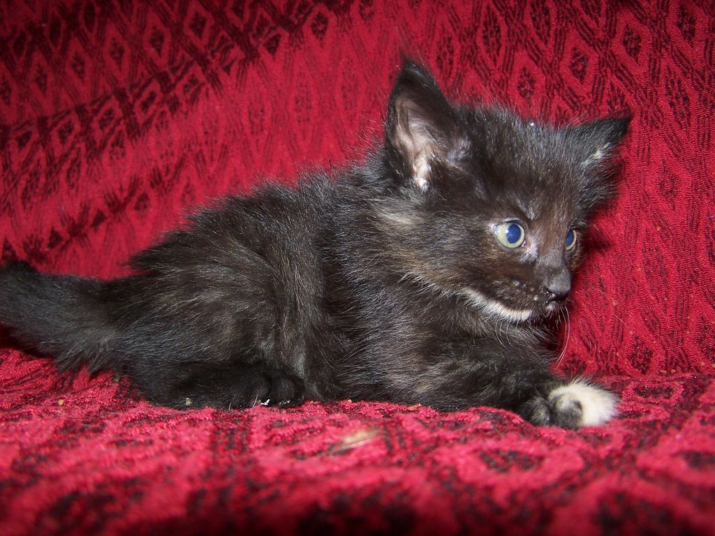 Gatti Norvegesi - cuccioli