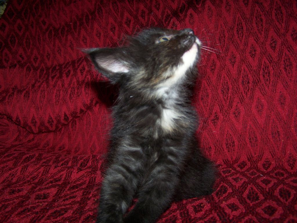 Gatti Norvegesi - cuccioli