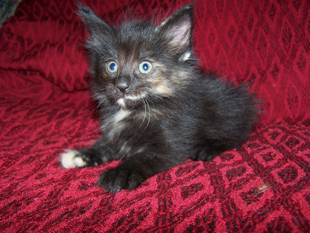 Gatti Norvegesi - cuccioli