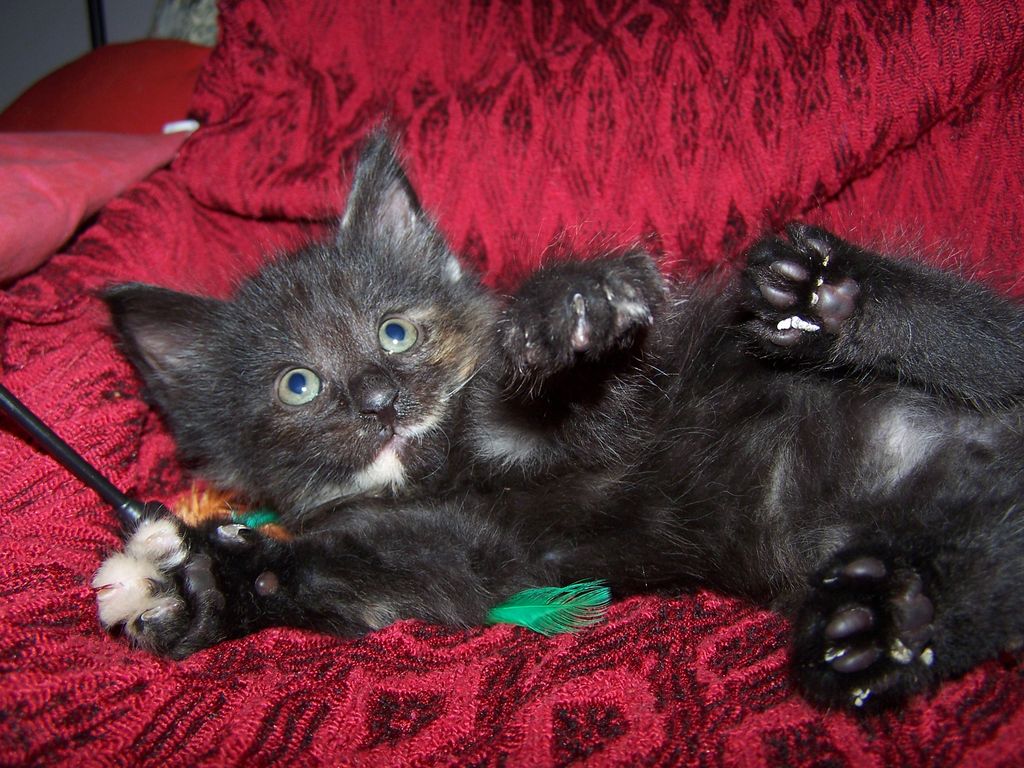 Gatti Norvegesi - cuccioli