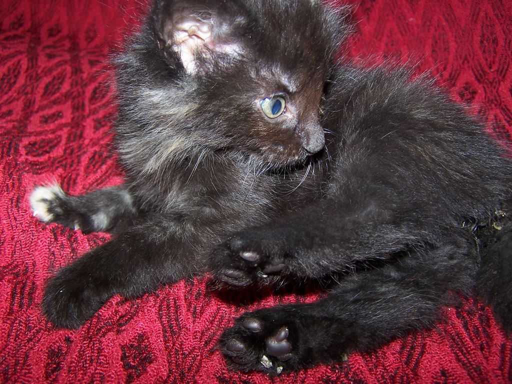 Gatti Norvegesi - cuccioli