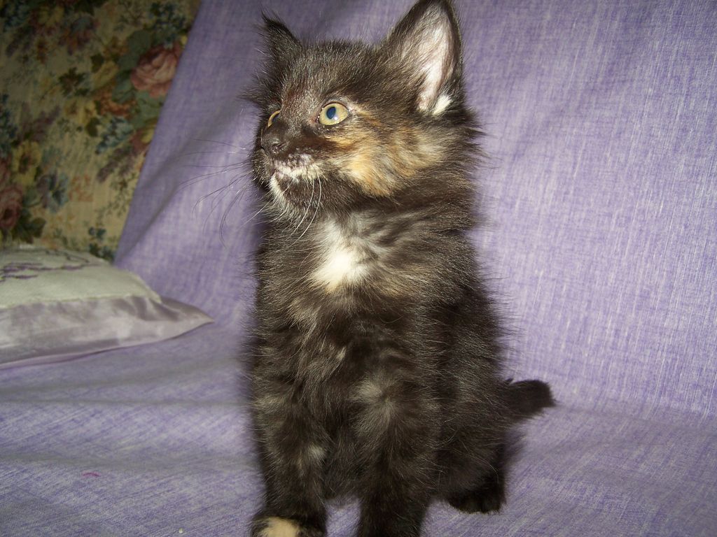 Gatti Norvegesi - cuccioli