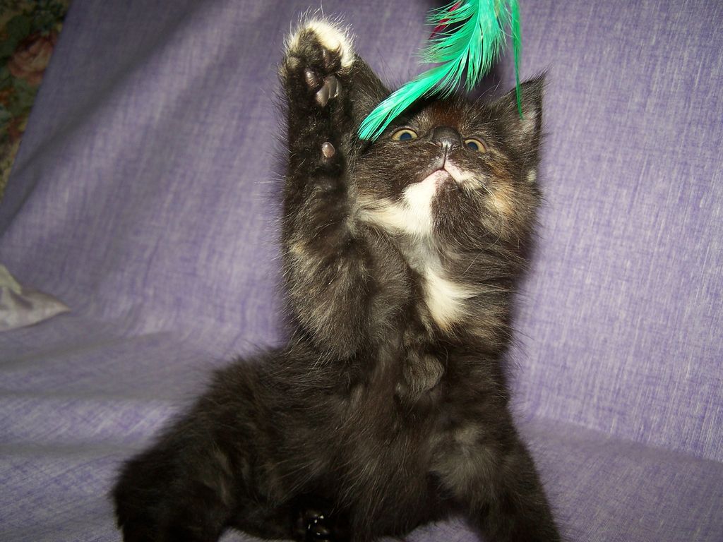 Gatti Norvegesi - cuccioli