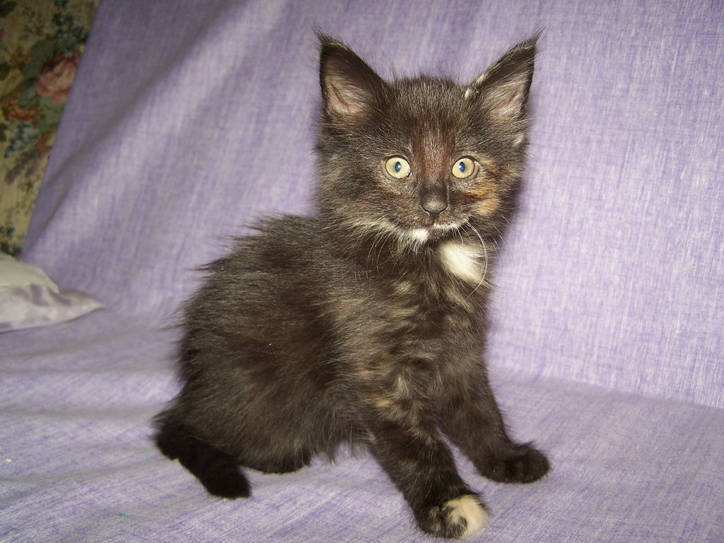 Gatti Norvegesi - cuccioli