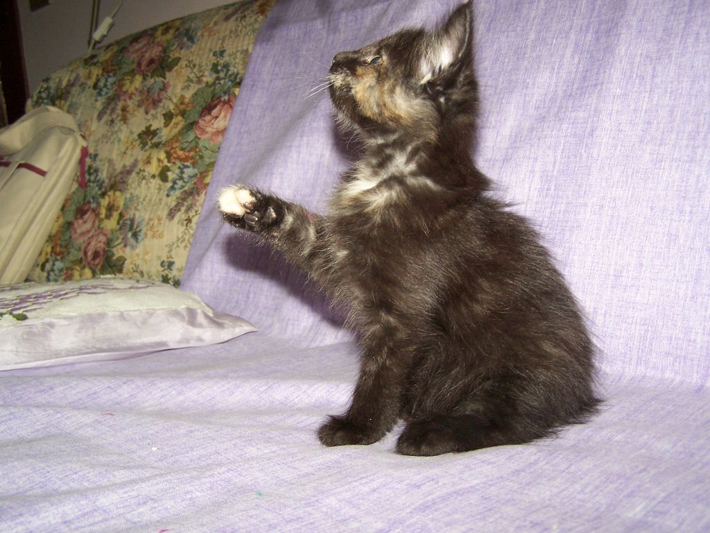 Gatti Norvegesi - cuccioli