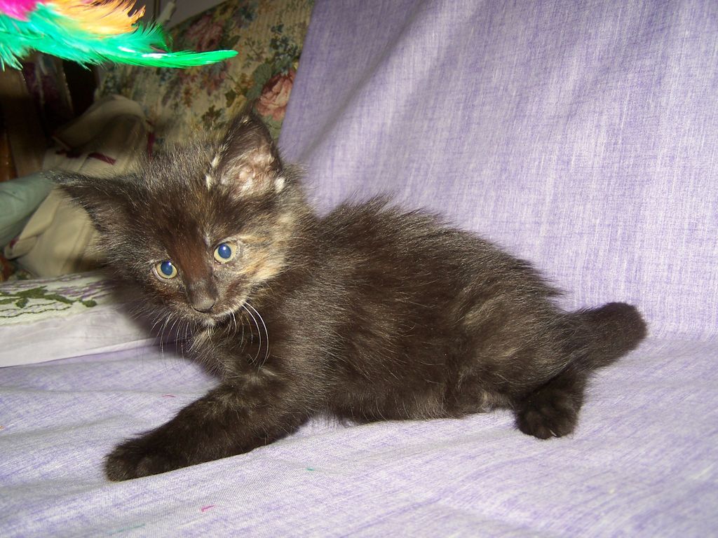 Gatti Norvegesi - cuccioli