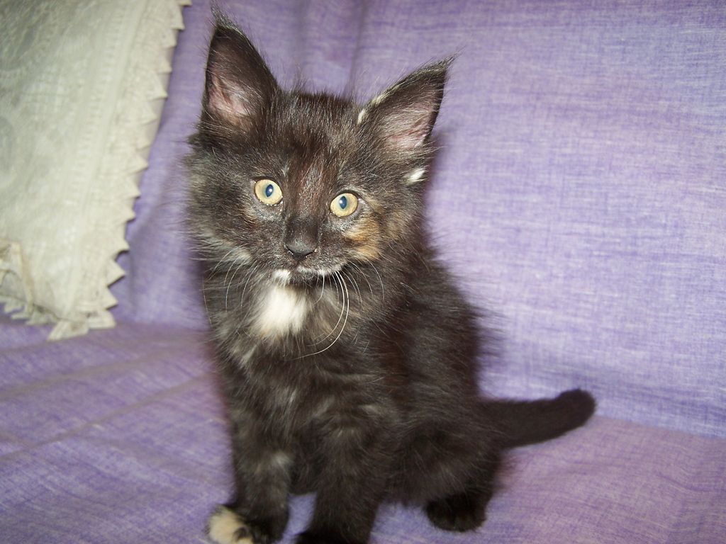 Gatti Norvegesi - cuccioli