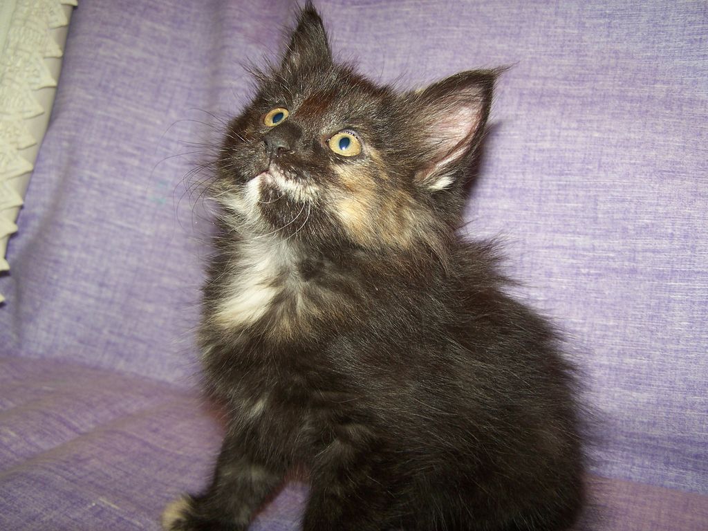 Gatti Norvegesi - cuccioli