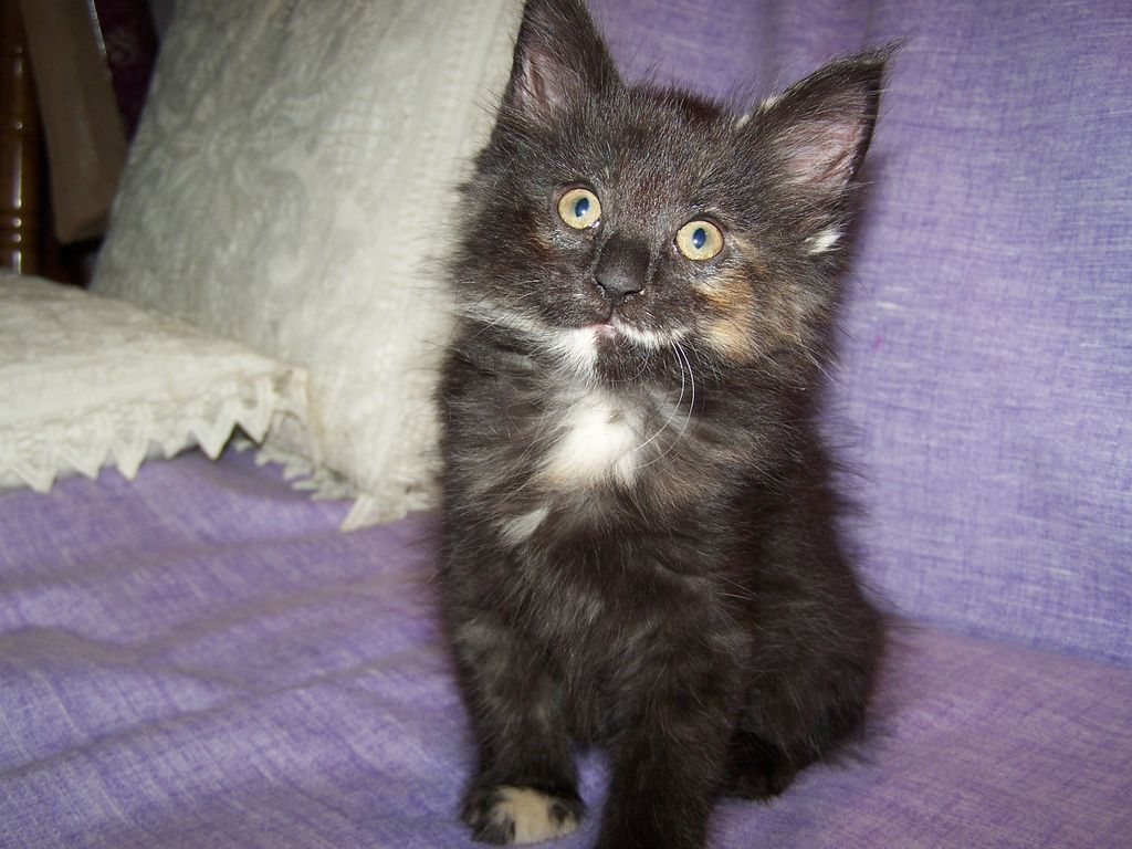 Gatti Norvegesi - cuccioli