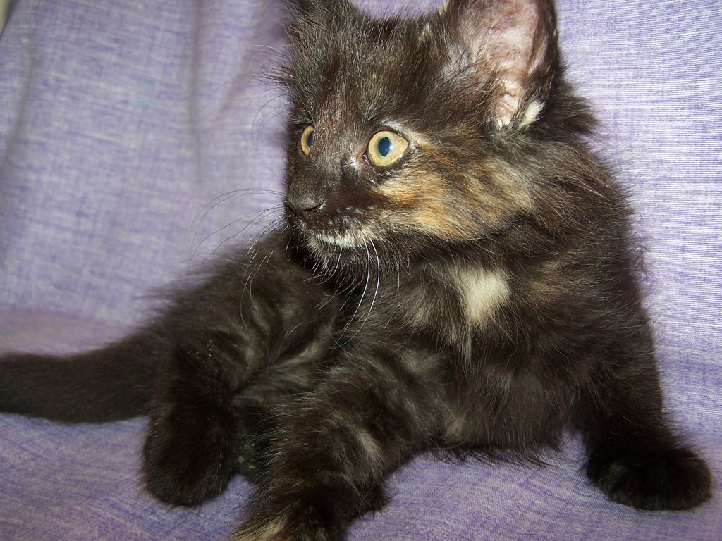 Gatti Norvegesi - cuccioli