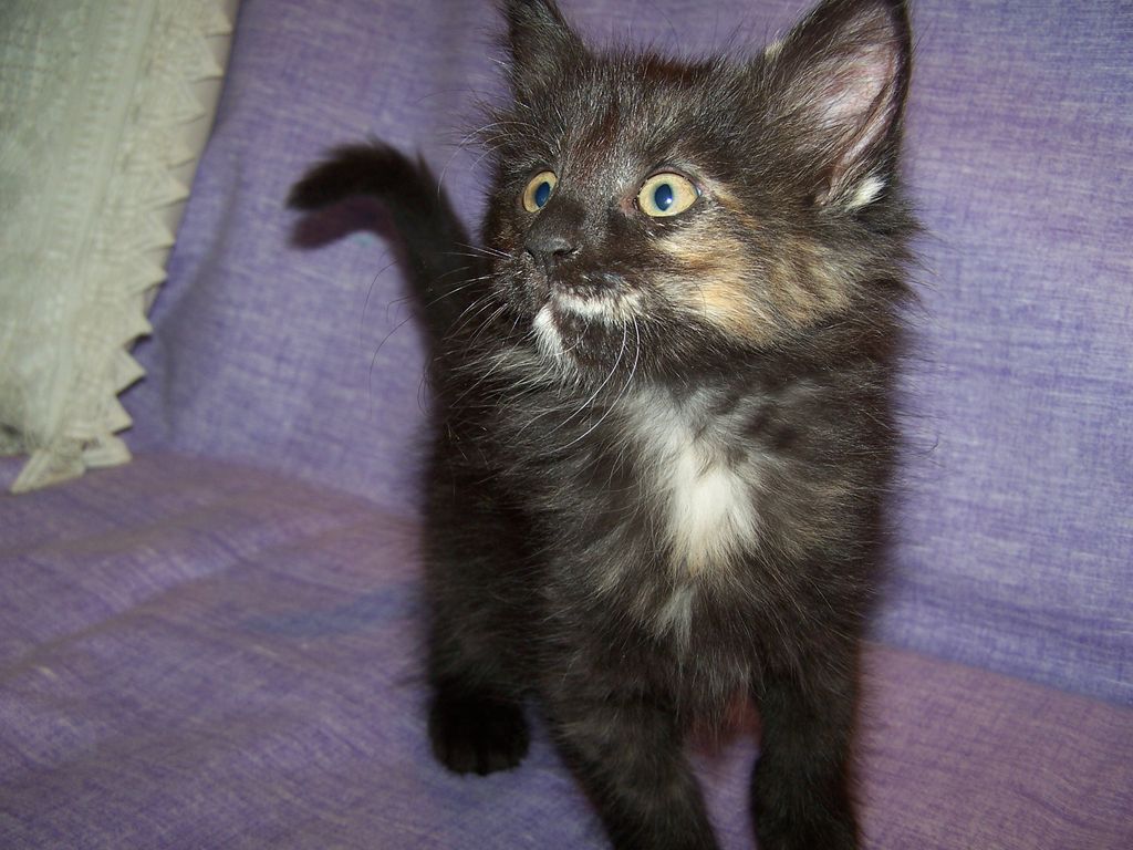 Gatti Norvegesi - cuccioli