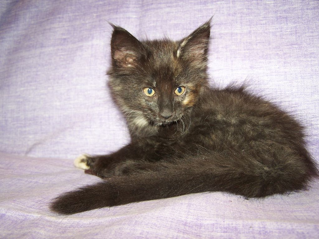 Gatti Norvegesi - cuccioli
