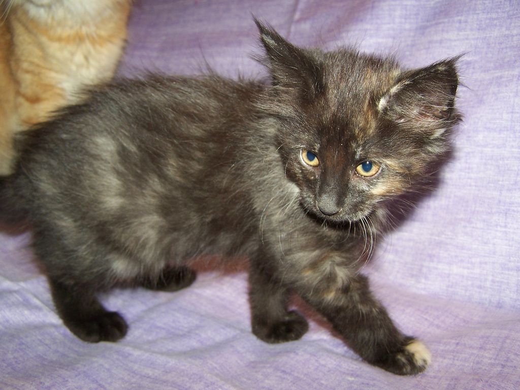 Gatti Norvegesi - cuccioli