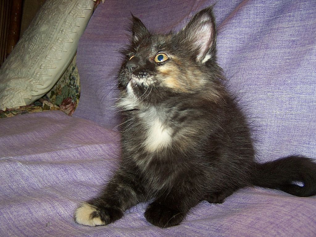 Gatti Norvegesi - cuccioli
