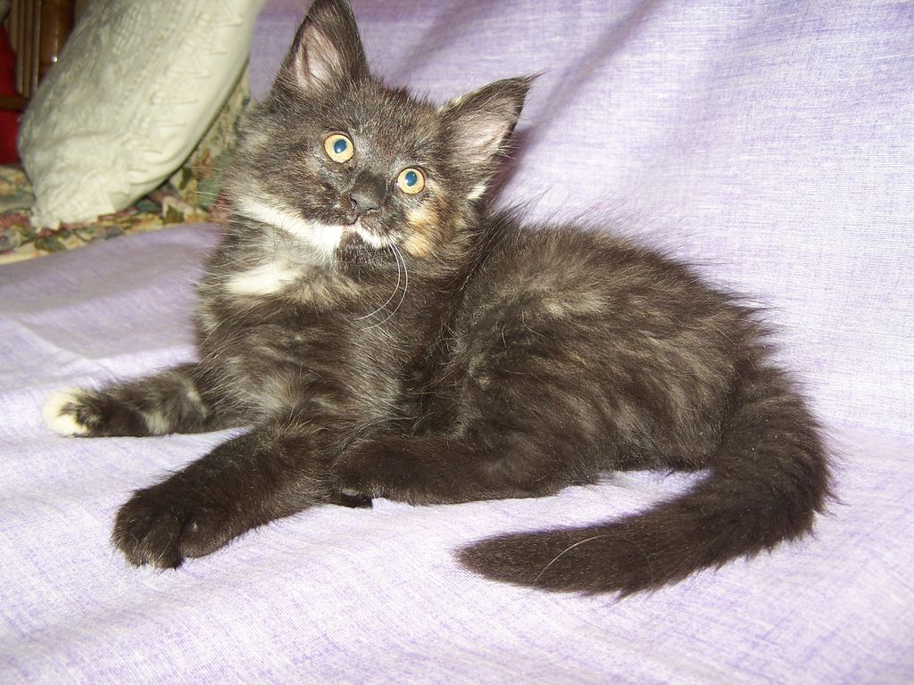 Gatti Norvegesi - cuccioli