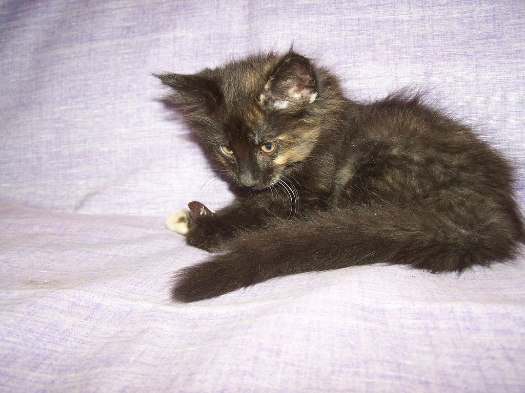 Gatti Norvegesi - cuccioli