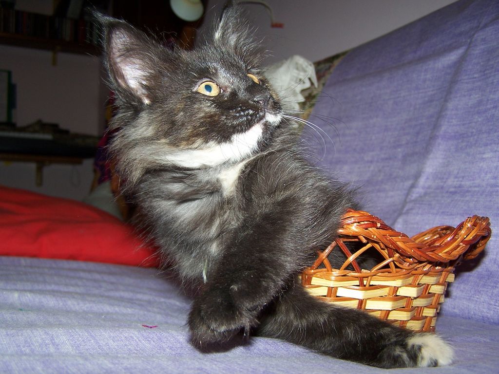 Gatti Norvegesi - cuccioli