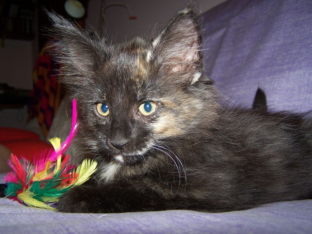 Gatti Norvegesi - cuccioli