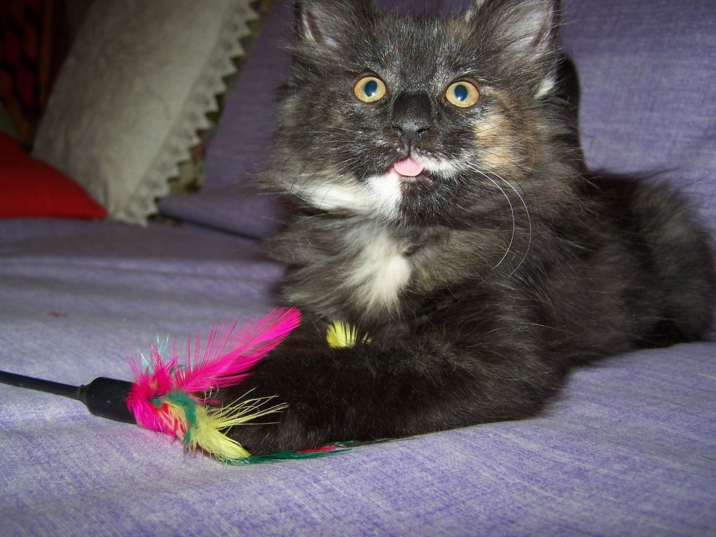 Gatti Norvegesi - cuccioli