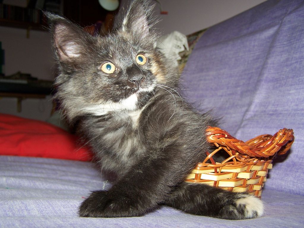 Gatti Norvegesi - cuccioli