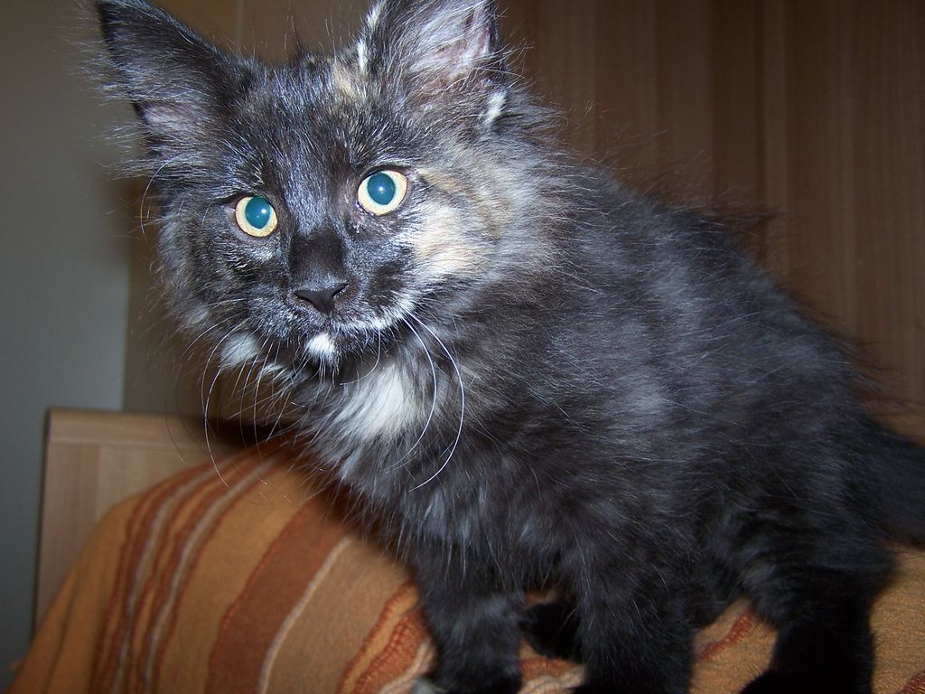 Gatti Norvegesi - cuccioli