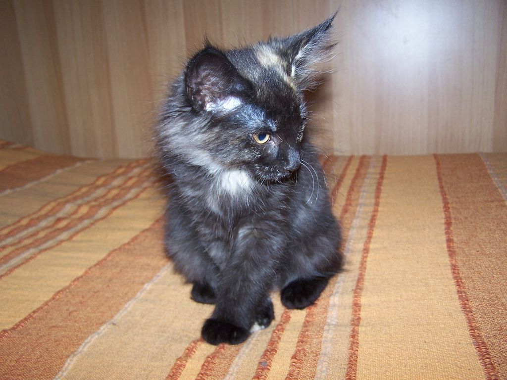 Gatti Norvegesi - cuccioli