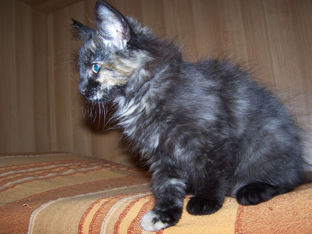 Gatti Norvegesi - cuccioli