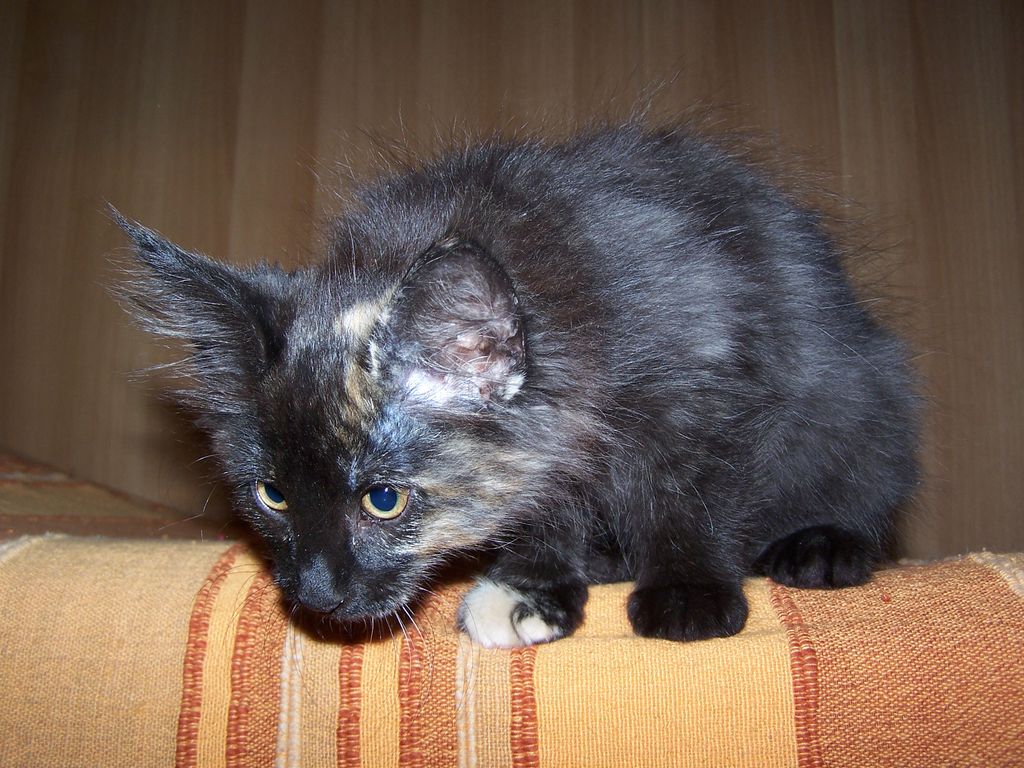 Gatti Norvegesi - cuccioli