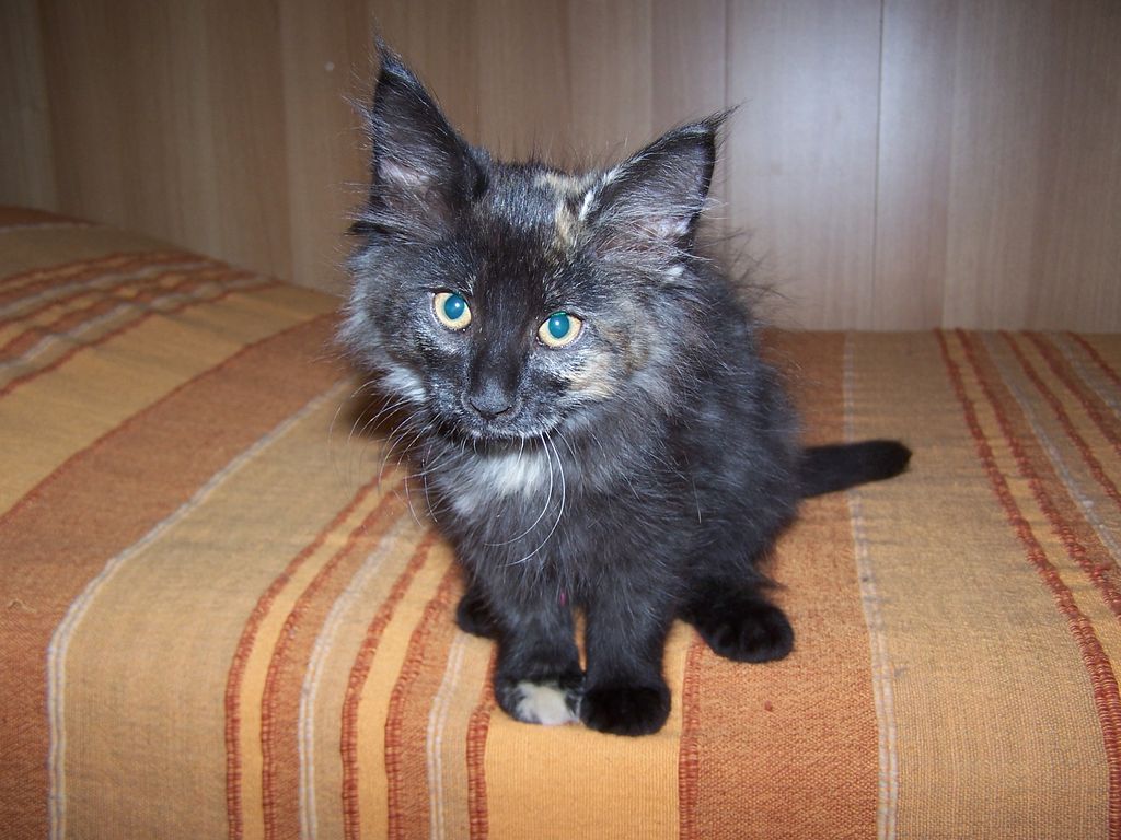 Gatti Norvegesi - cuccioli