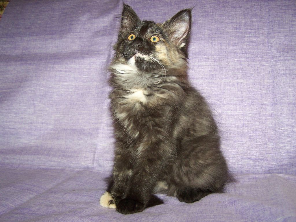 Gatti Norvegesi - cuccioli