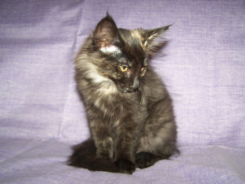 Gatti Norvegesi - cuccioli