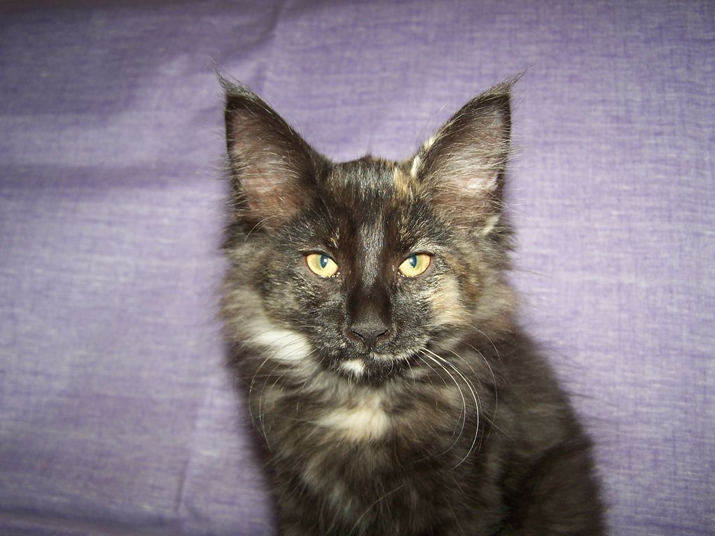 Gatti Norvegesi - cuccioli