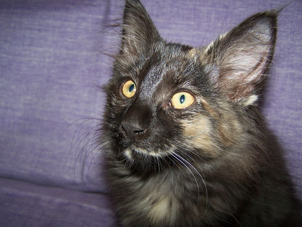 Gatti Norvegesi - cuccioli