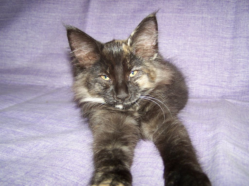 Gatti Norvegesi - cuccioli