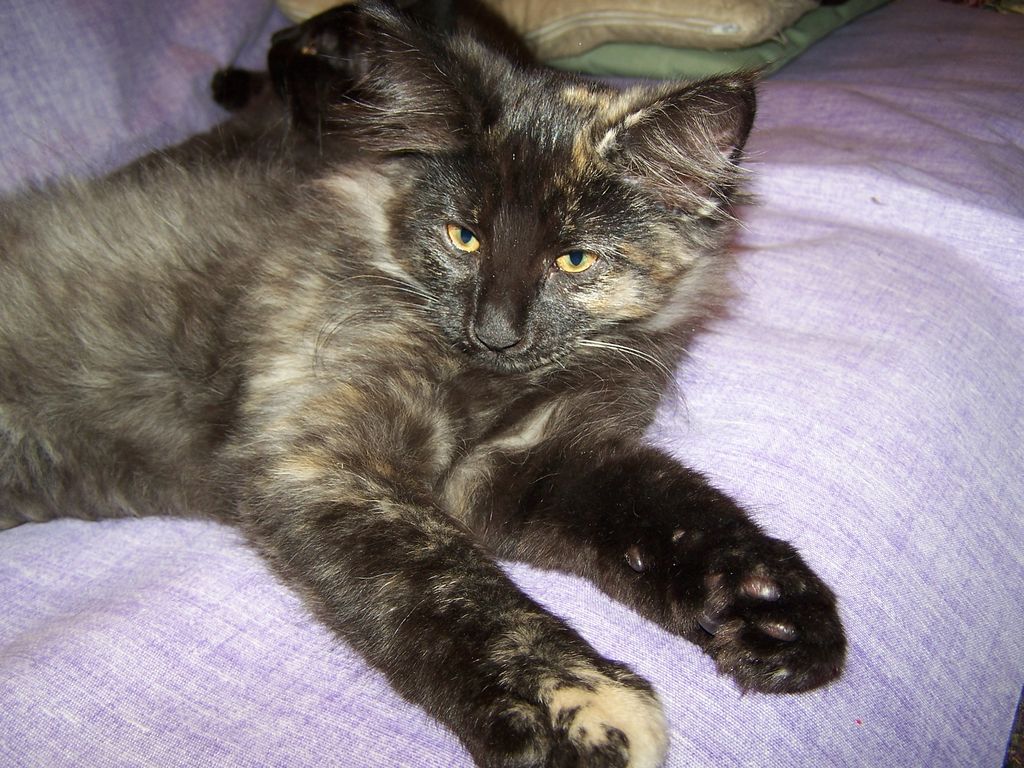 Gatti Norvegesi - cuccioli