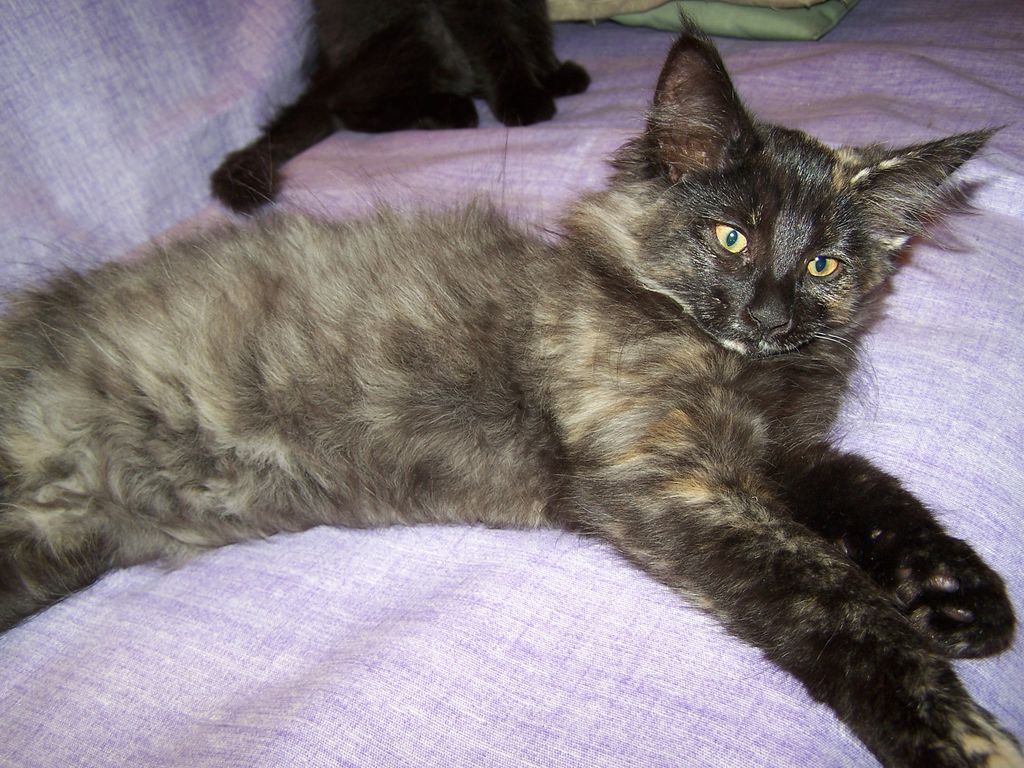 Gatti Norvegesi - cuccioli