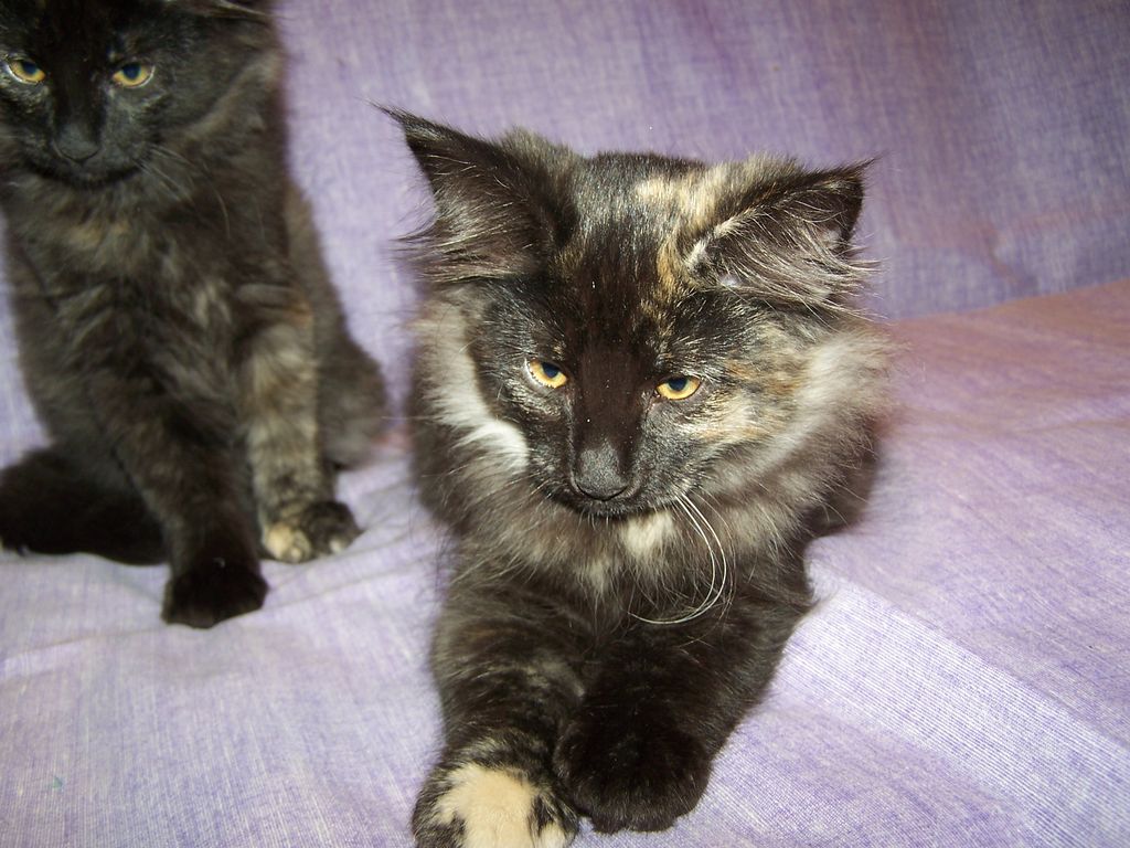 Gatti Norvegesi - cuccioli