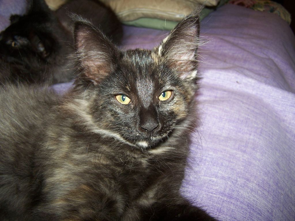 Gatti Norvegesi - cuccioli