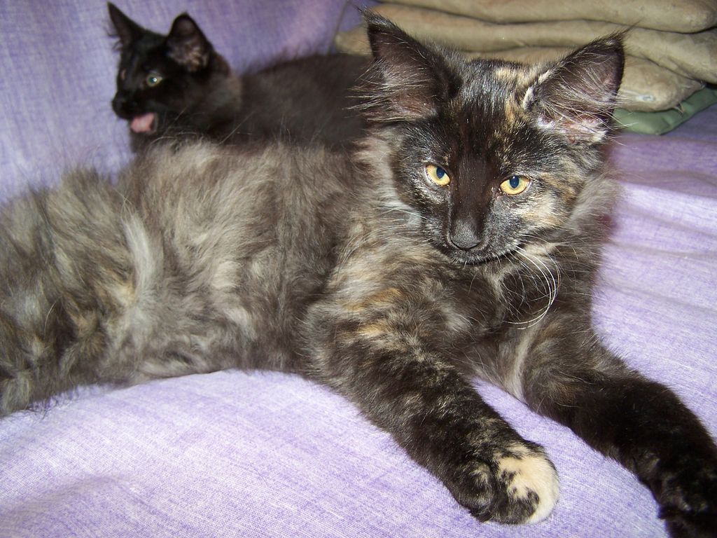 Gatti Norvegesi - cuccioli