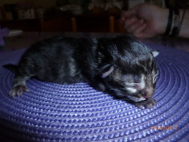 Gatti Norvegesi - cuccioli
