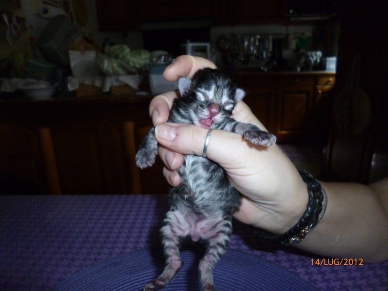 Gatti Norvegesi - cuccioli